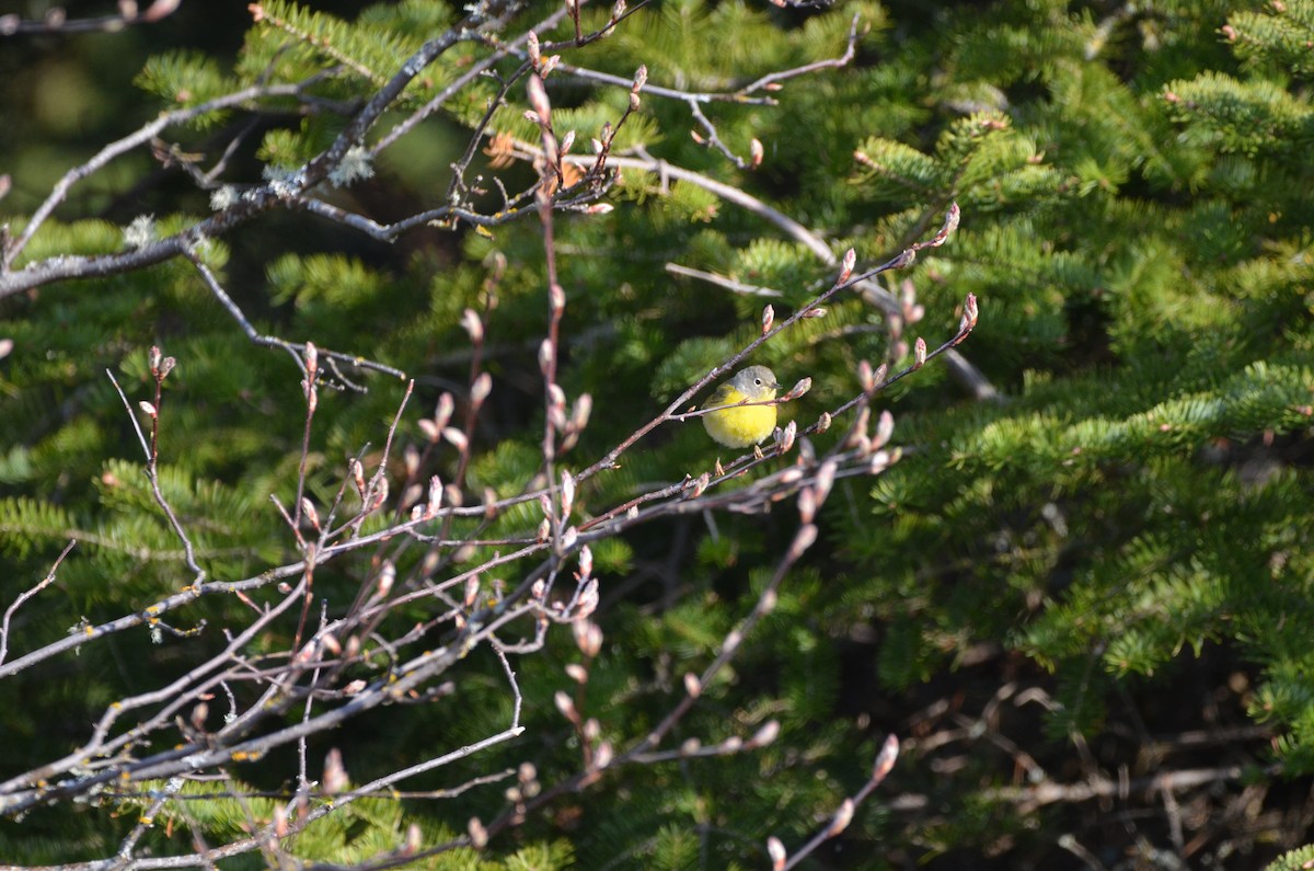 Nashville Warbler (ruficapilla) - ML590873071