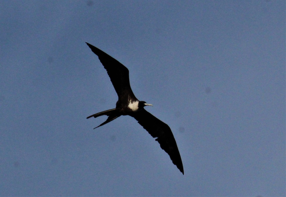 Magnificent Frigatebird - ML590873201