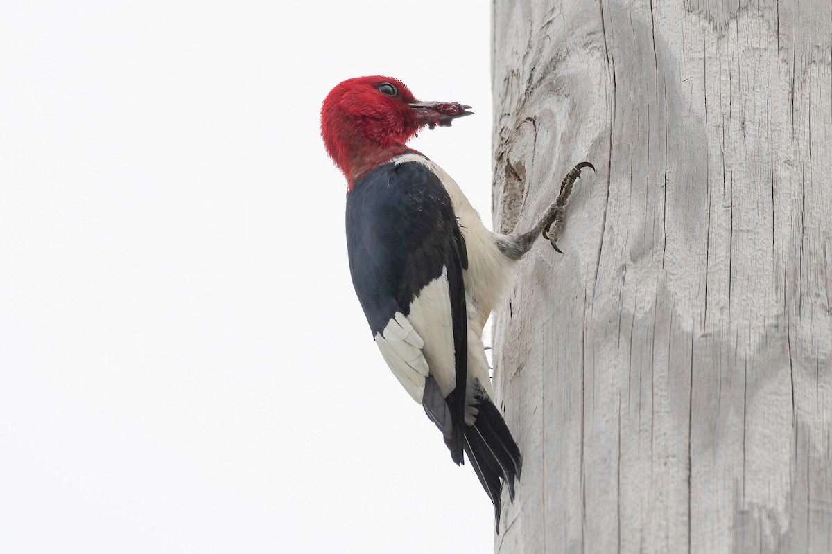 Red-headed Woodpecker - ML590873301