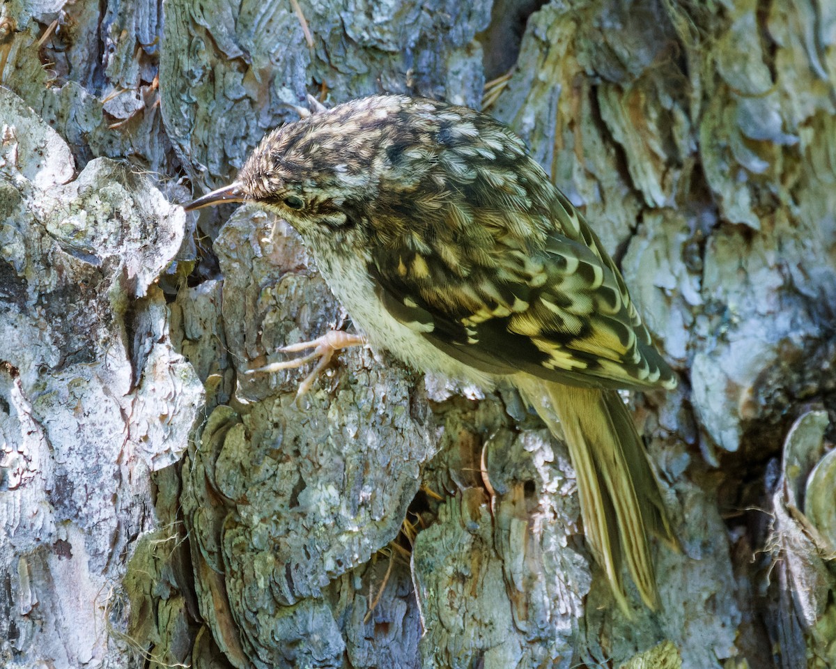 Brown Creeper - Neil Wiken