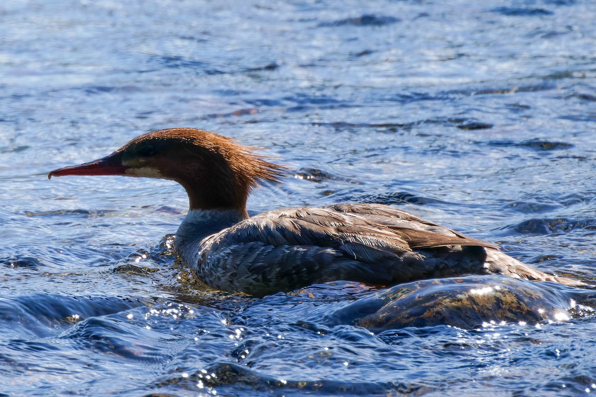 Gänsesäger - ML590874941