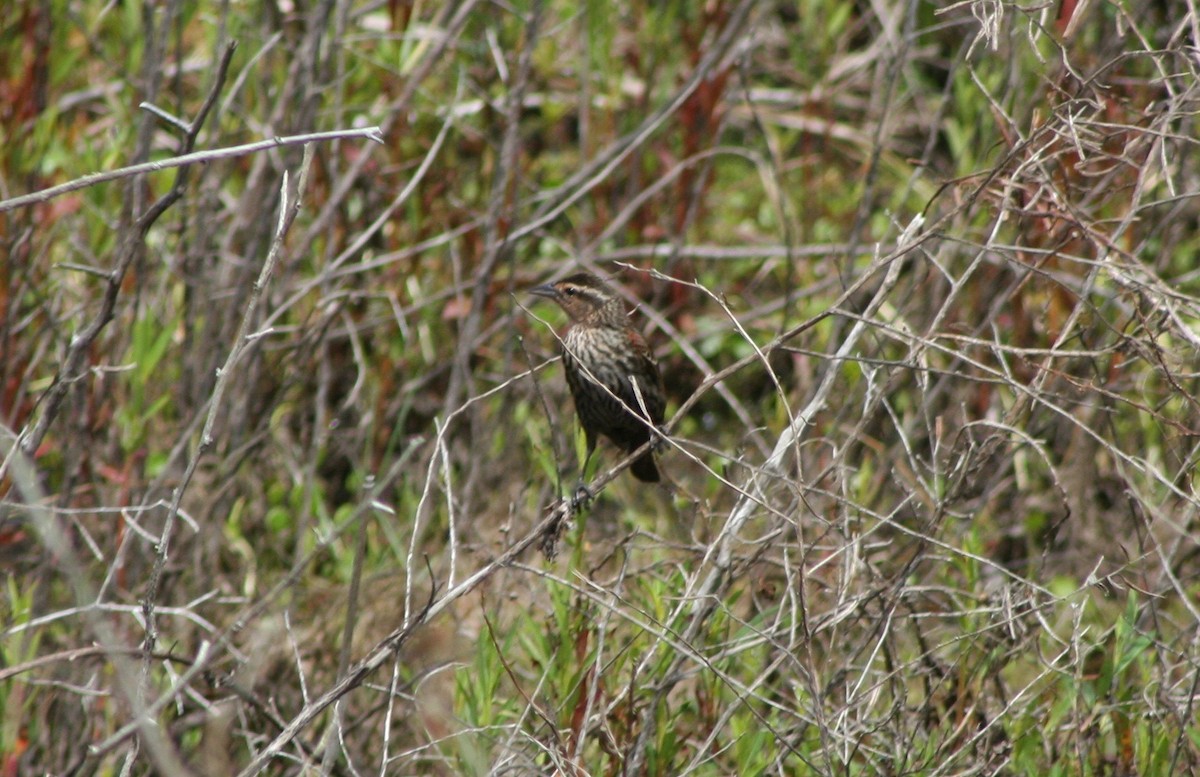 Red-winged Blackbird - ML59087621