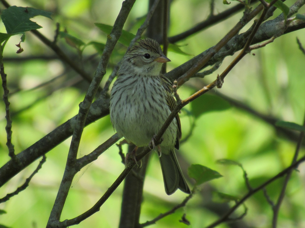 Chipping Sparrow - ML590877001