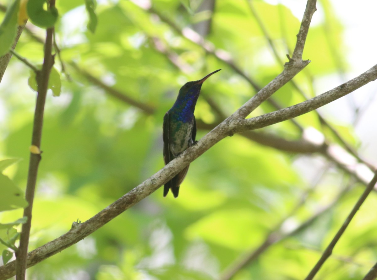 Colibrí Gorjizafiro - ML590877171