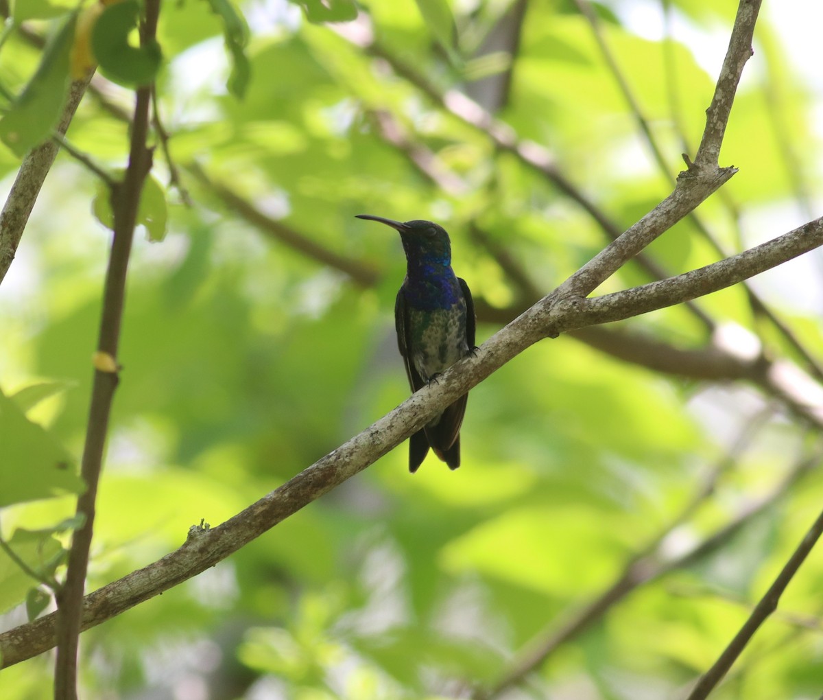 Colibrí Gorjizafiro - ML590877181