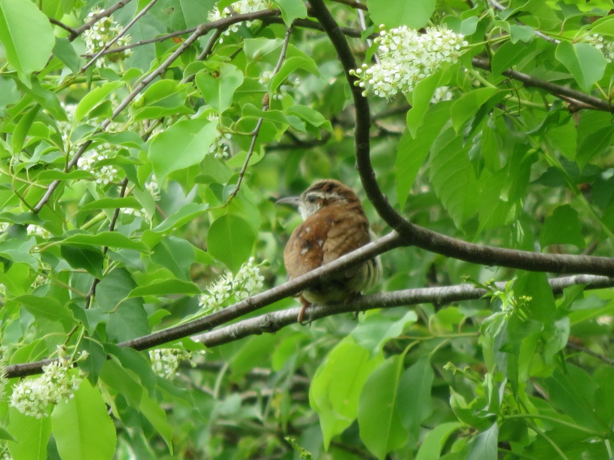 Carolina Wren - ML59087741