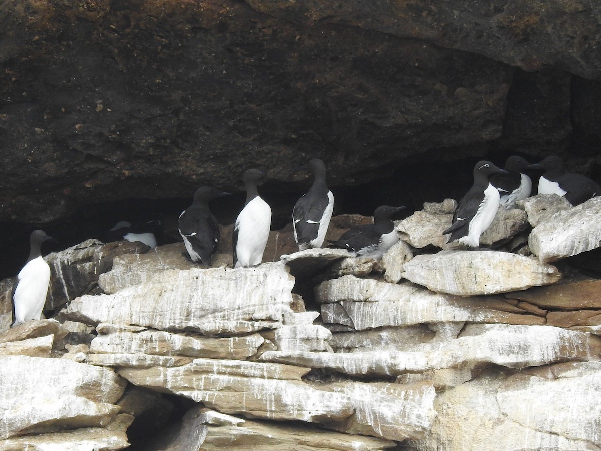 Common Murre - C Z