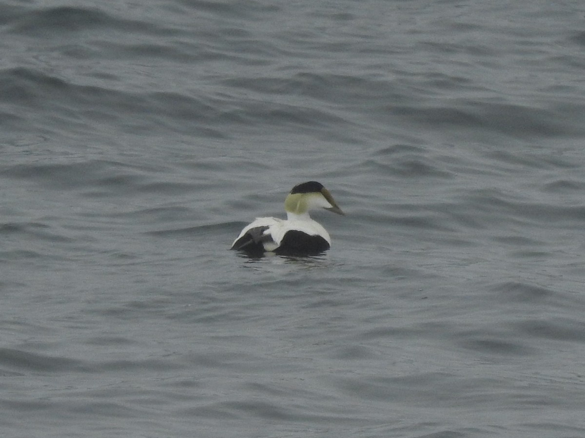 Common Eider - ML590878141