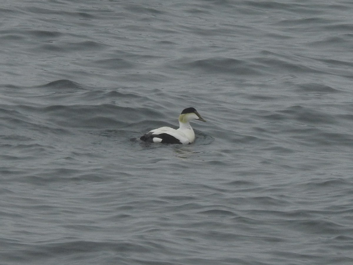 Common Eider - C Z