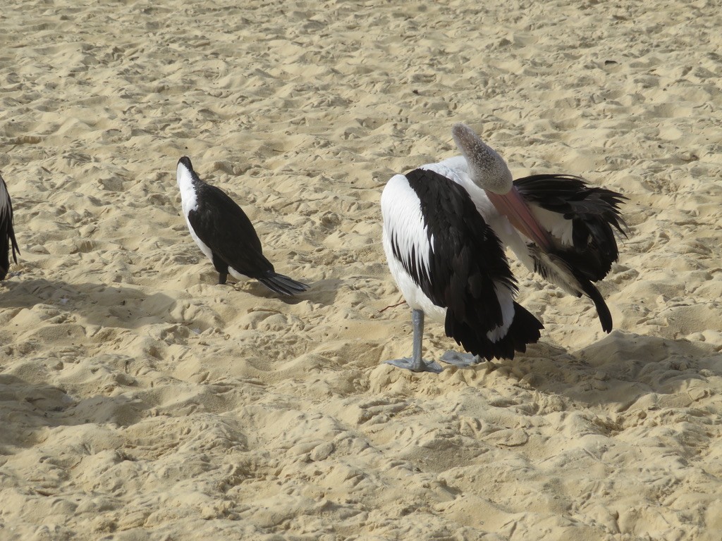 Pied Cormorant - ML590878491