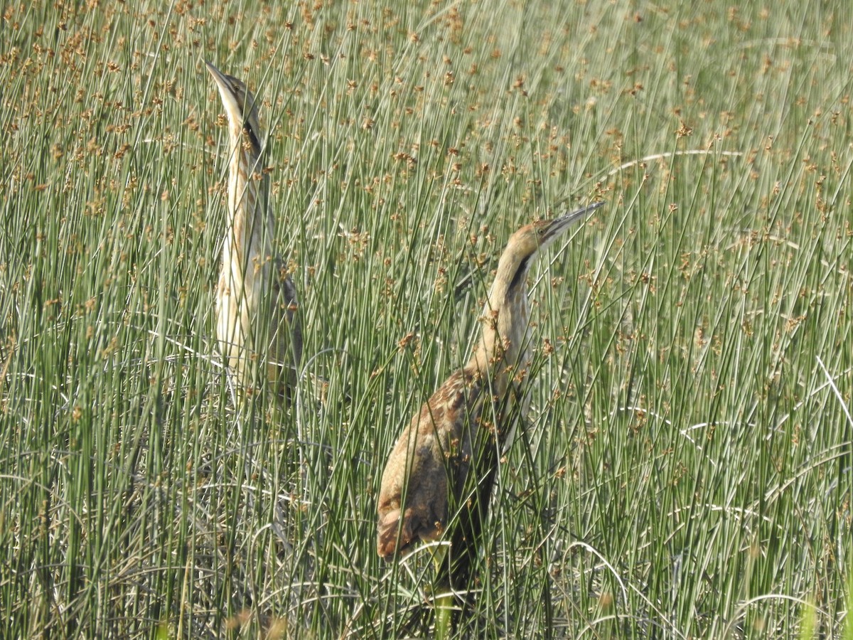 American Bittern - C Z