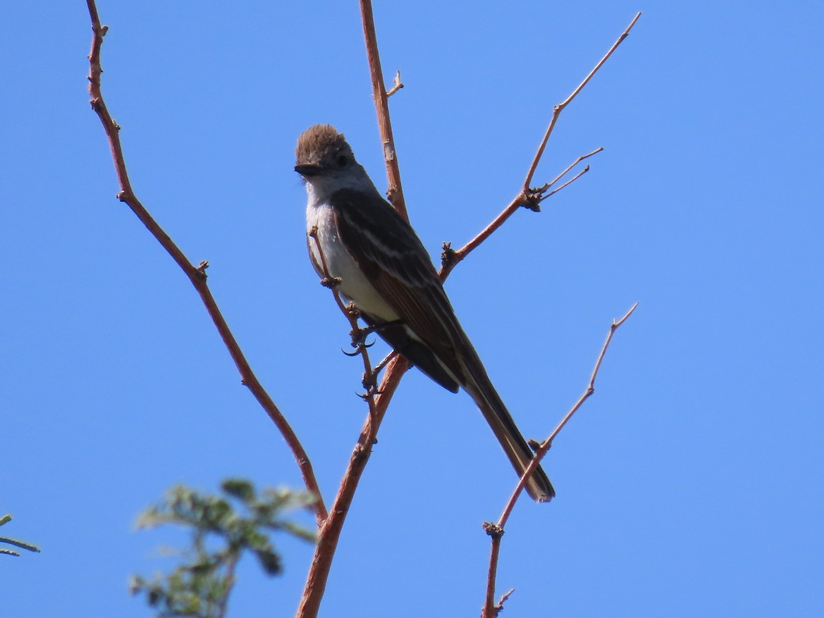 Ash-throated Flycatcher - ML590880031