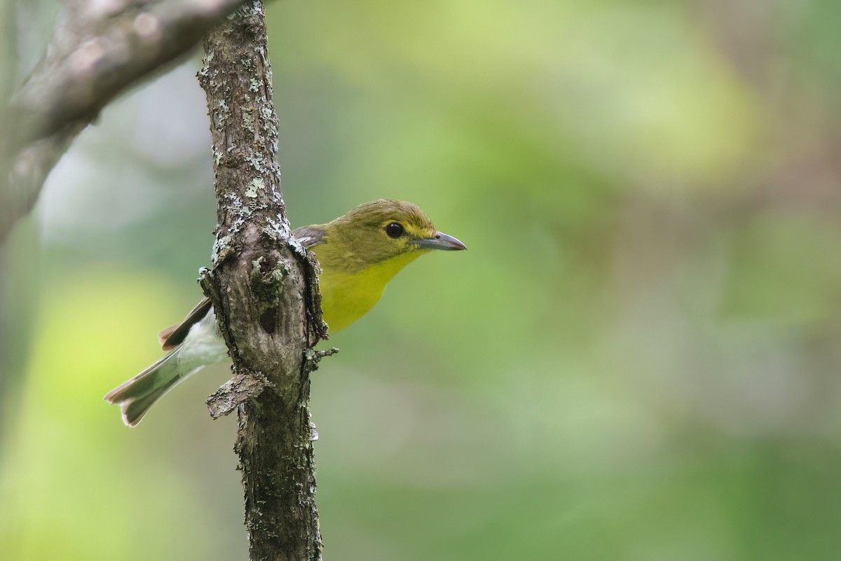 Viréo à gorge jaune - ML590880101