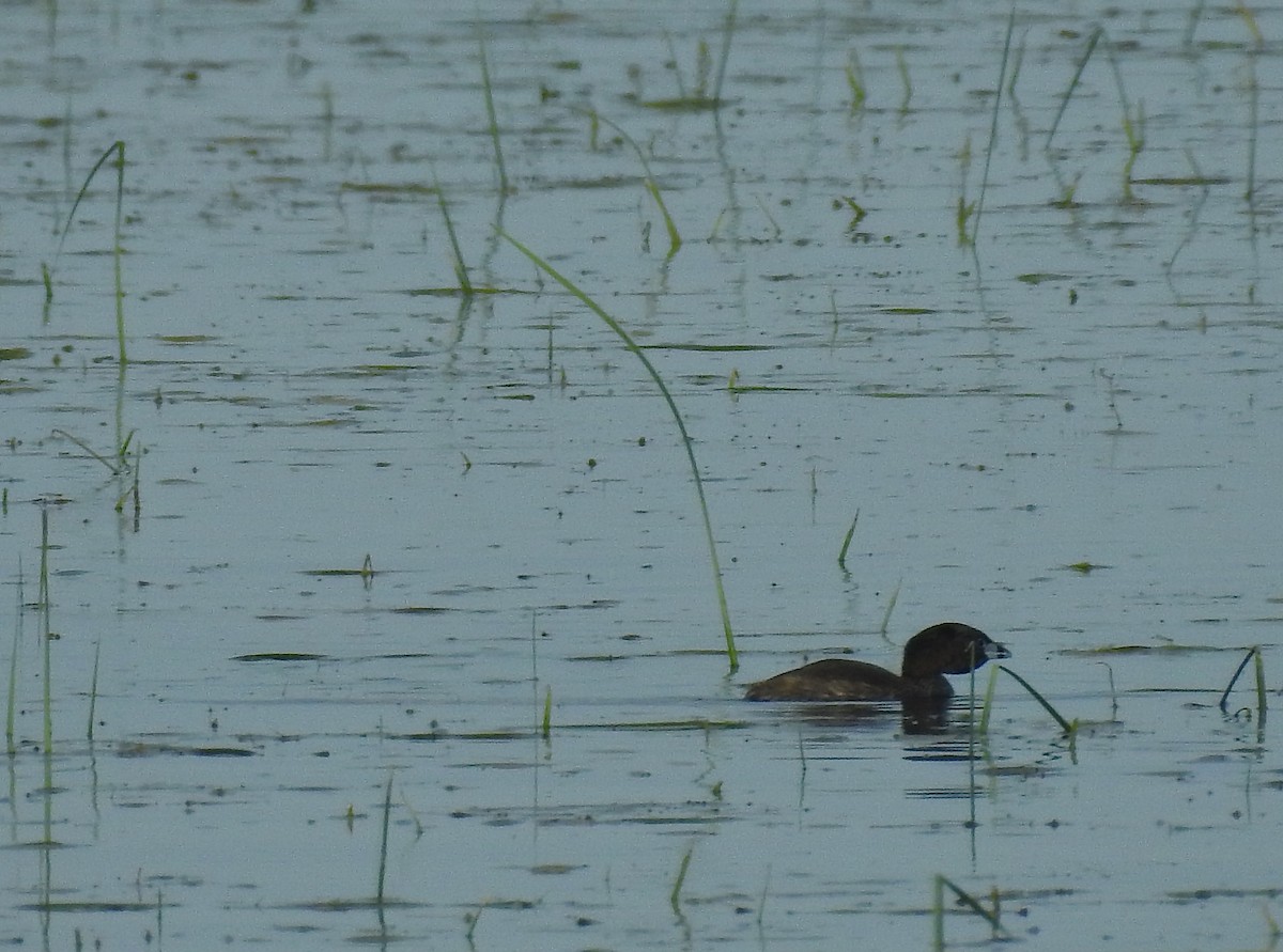 Pied-billed Grebe - ML590880381