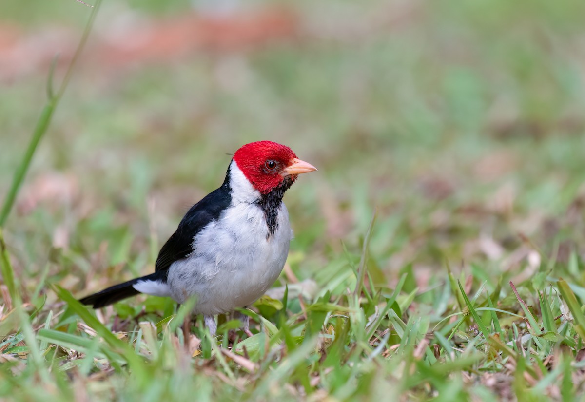 Yellow-billed Cardinal - ML590880441