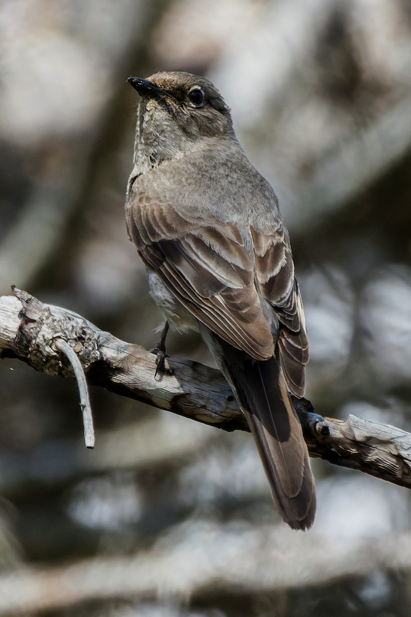 Townsend's Solitaire - ML590880501