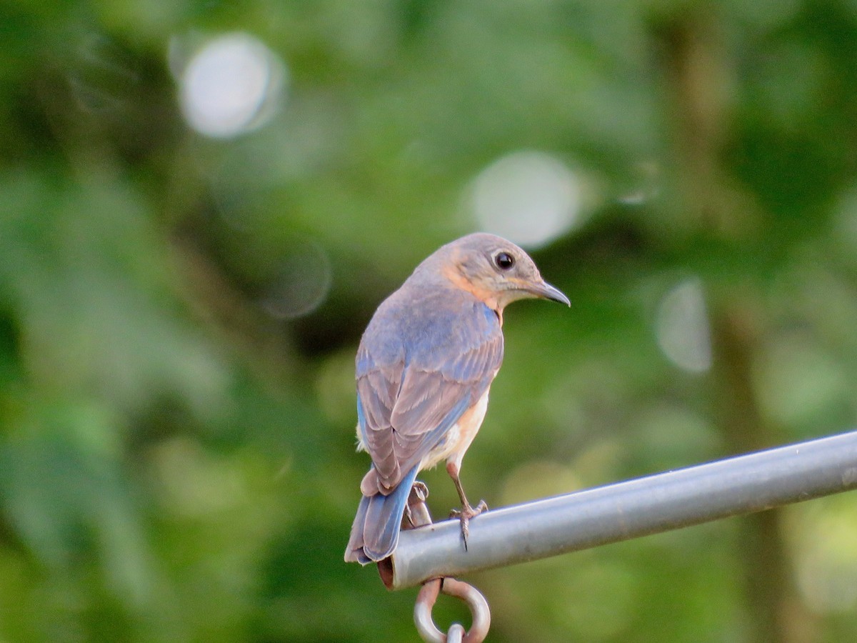 Eastern Bluebird - ML590880521