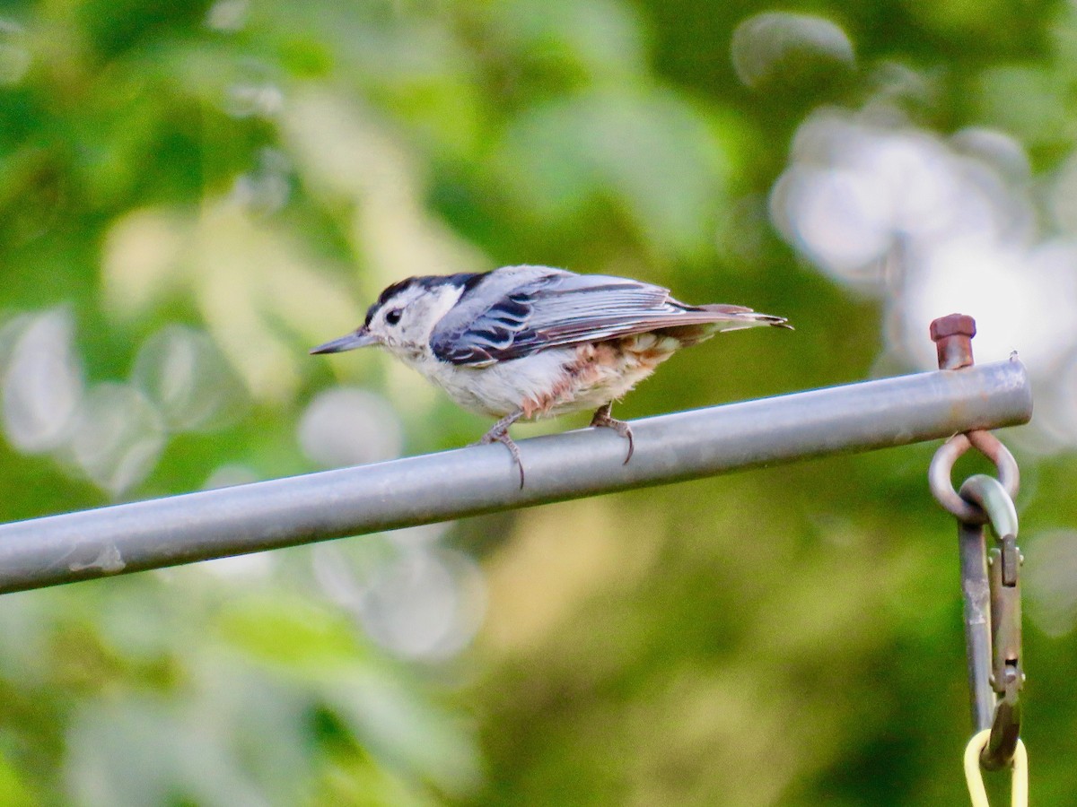 White-breasted Nuthatch - ML590880671