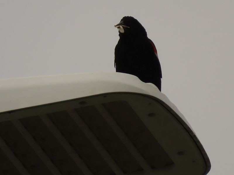 Red-winged Blackbird - Tracy The Birder