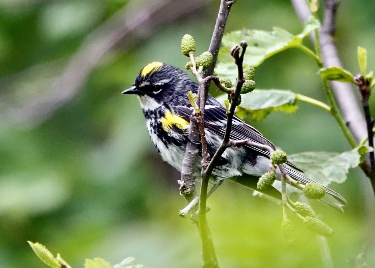 Yellow-rumped Warbler (Myrtle) - ML590882021