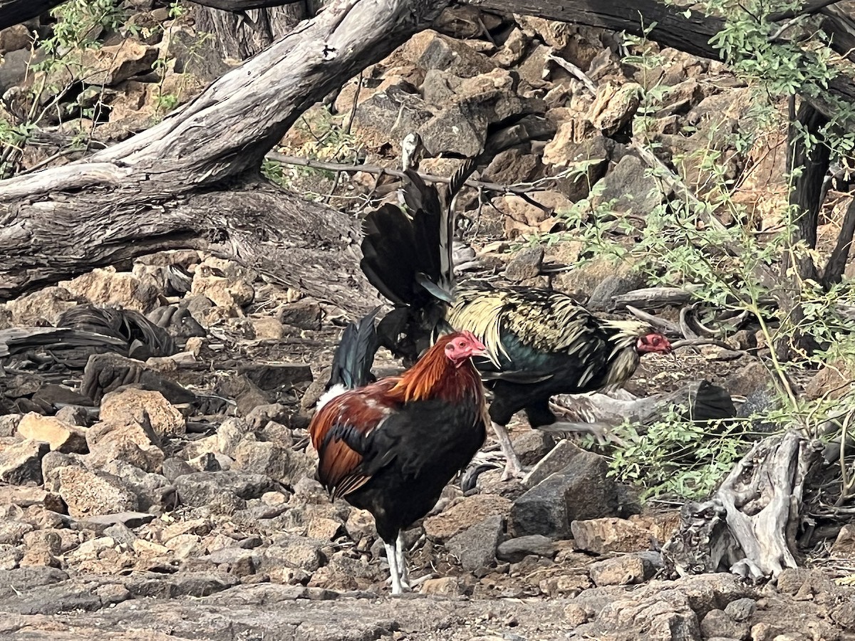 Red Junglefowl (Domestic type) - Joshua Daniels