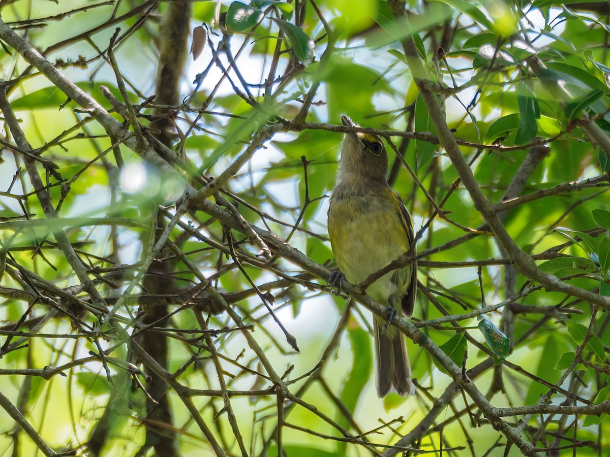 Weißaugenvireo [griseus-Gruppe] - ML590884681