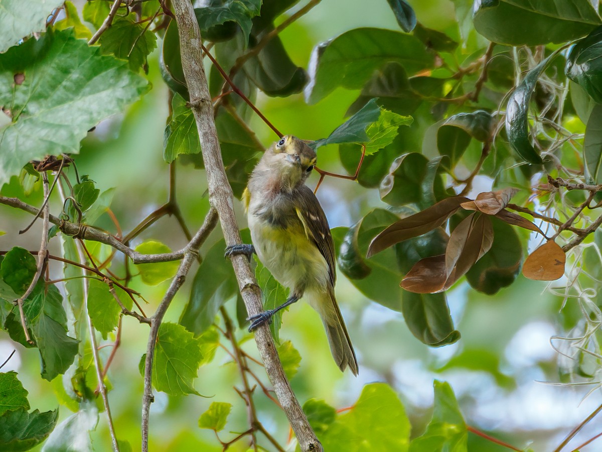 Weißaugenvireo [griseus-Gruppe] - ML590885021