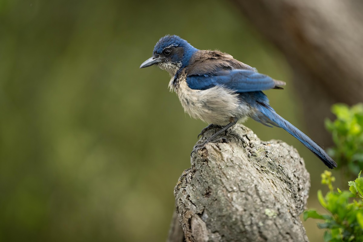 Island Scrub-Jay - ML590885271