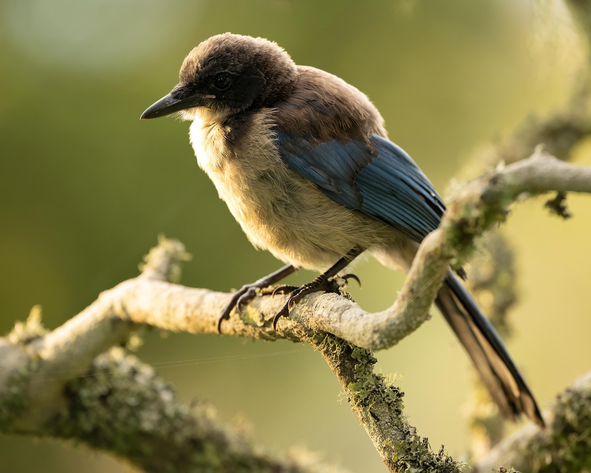 Island Scrub-Jay - ML590885281