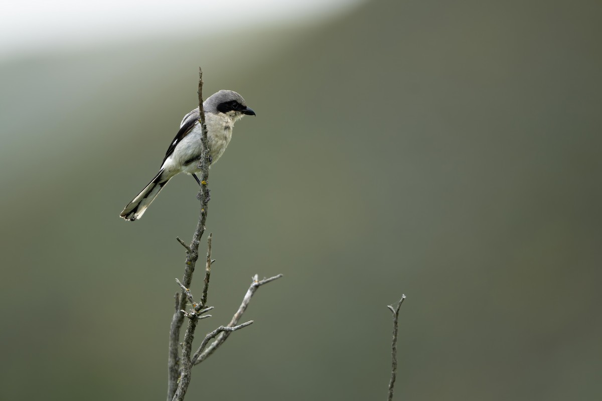 Loggerhead Shrike - ML590885491