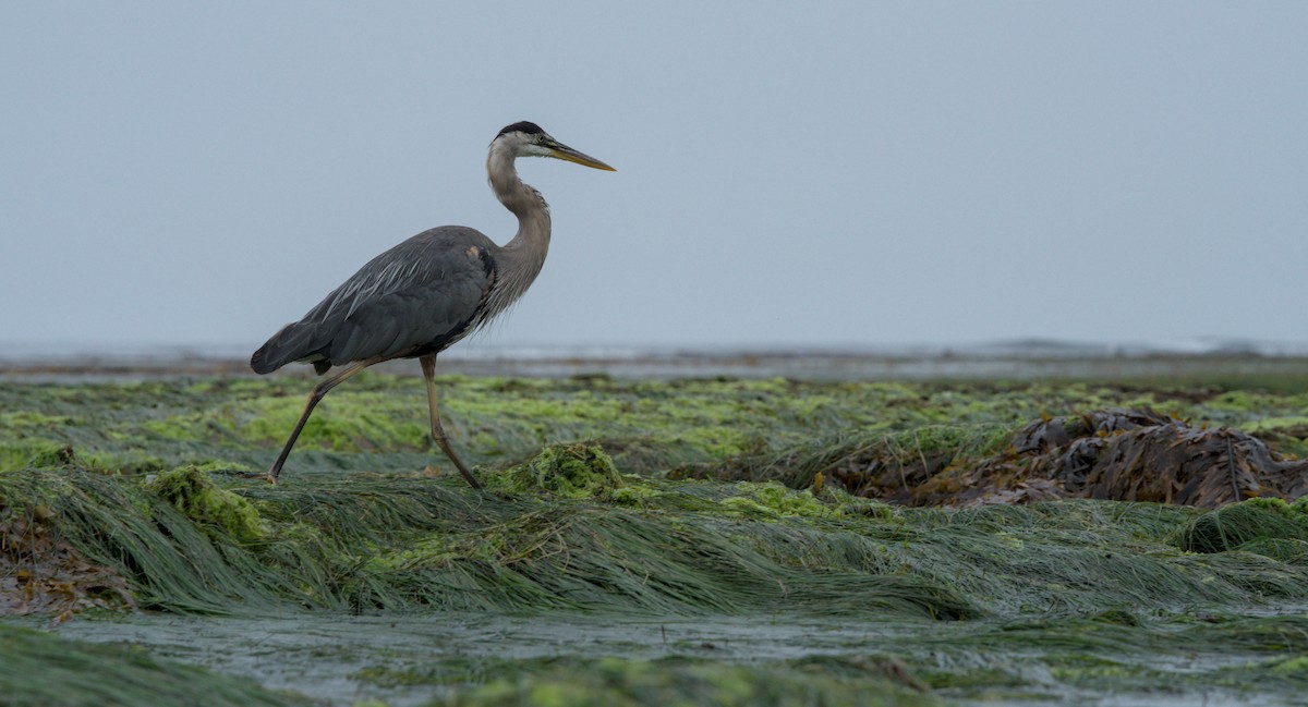 Great Blue Heron - ML590885541