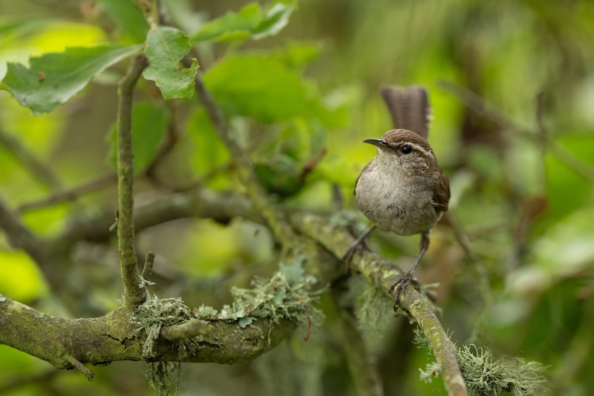 Bewick's Wren - ML590885591