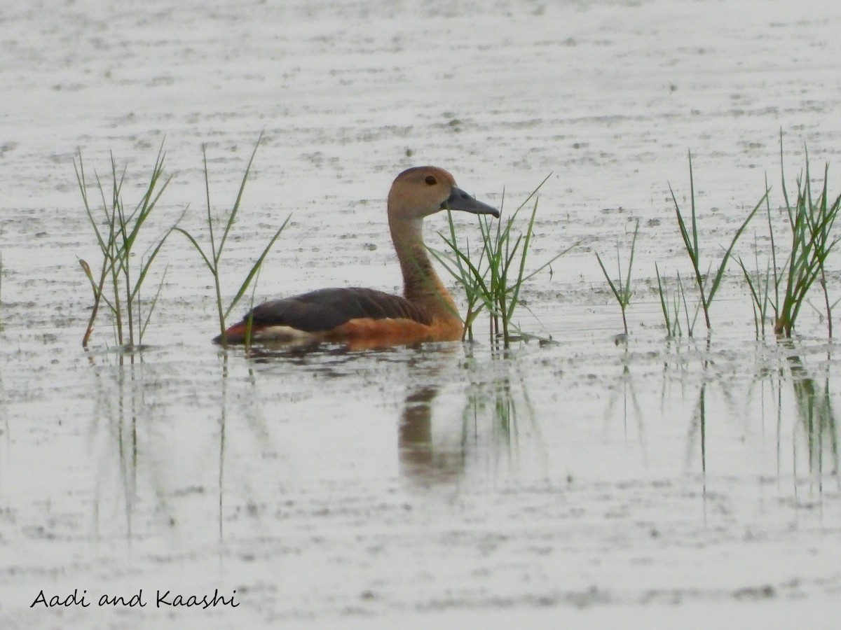 Lesser Whistling-Duck - ML590886981