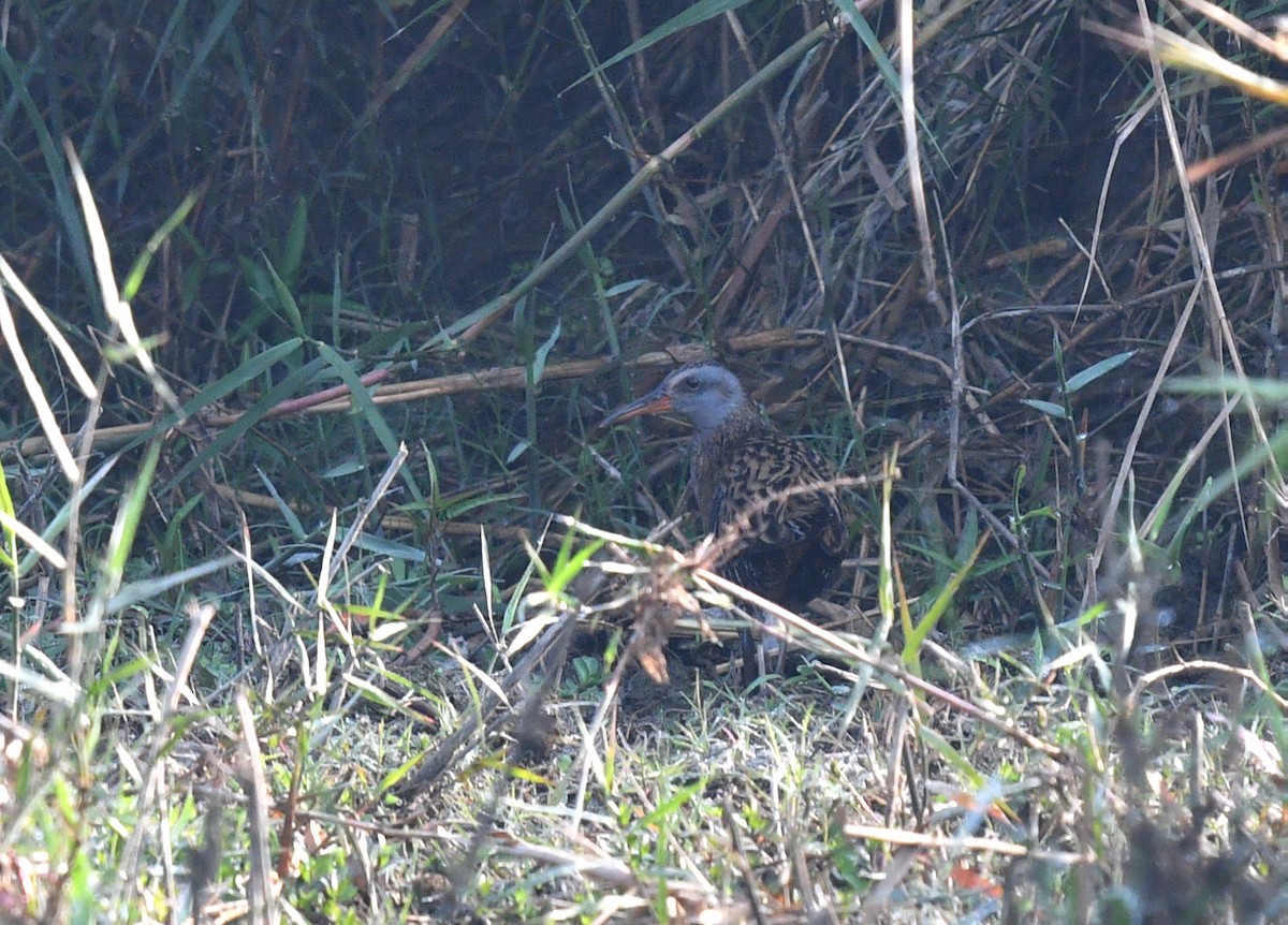 Brown-cheeked Rail - ML590887181