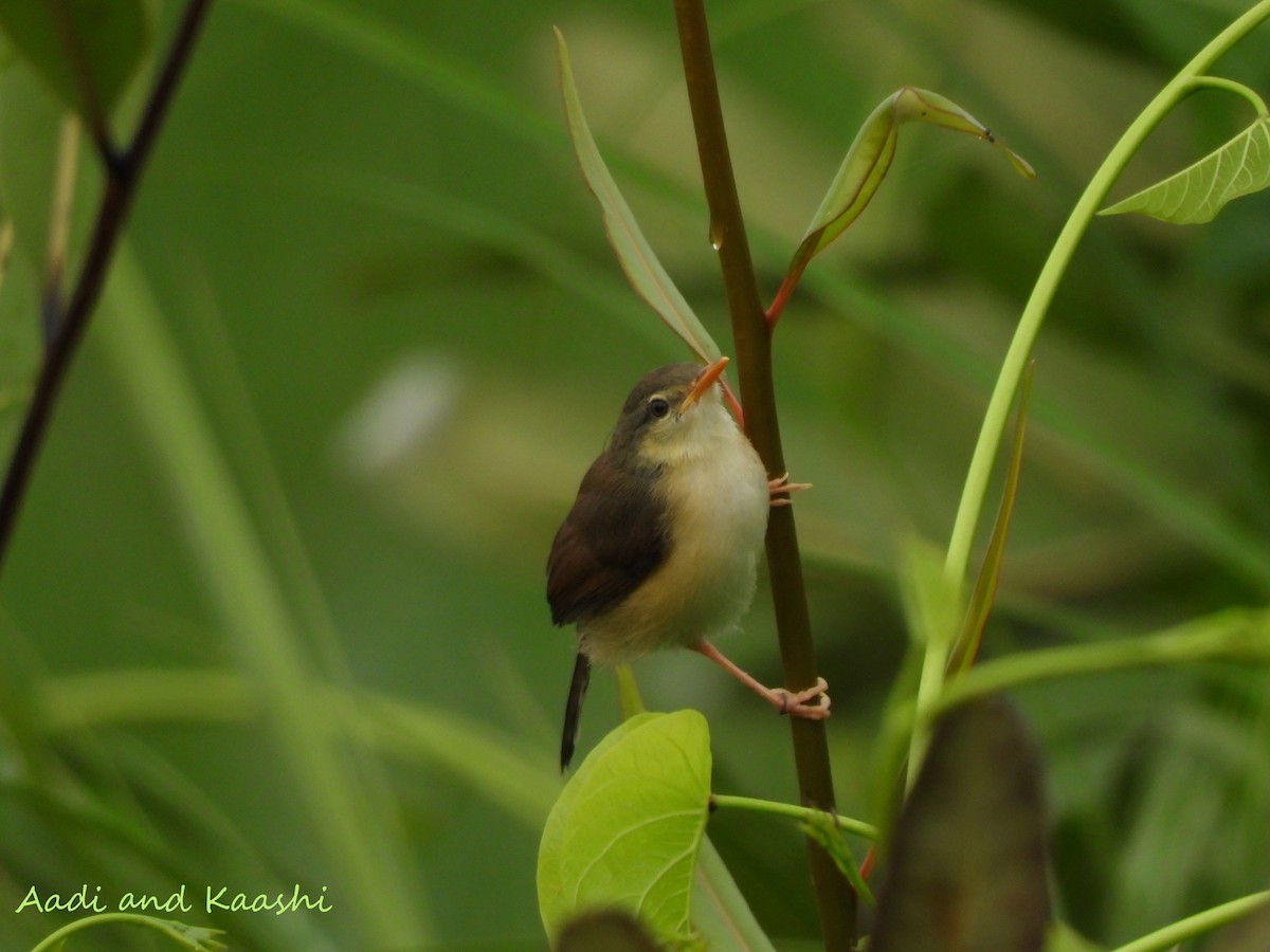 Plain Prinia - ML590887591