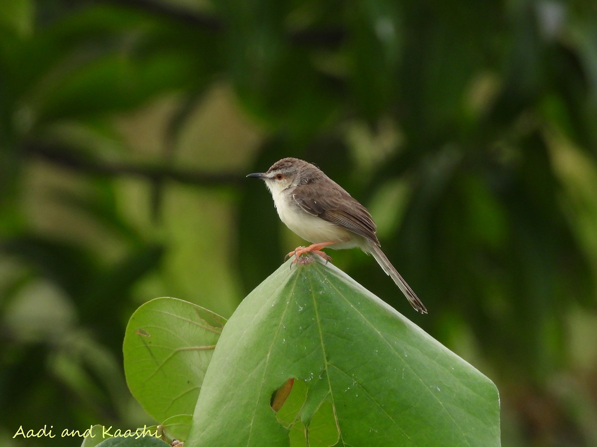 Plain Prinia - ML590887601