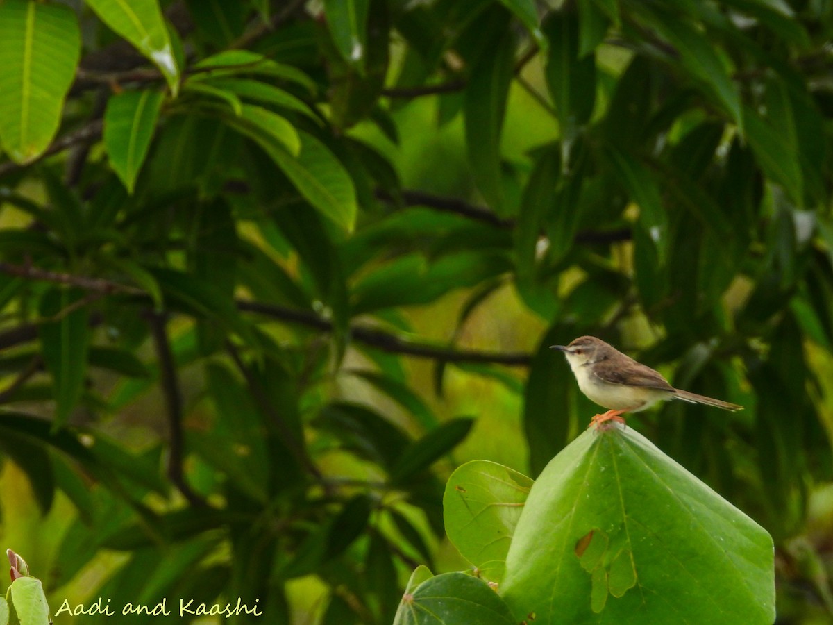 Plain Prinia - ML590887611