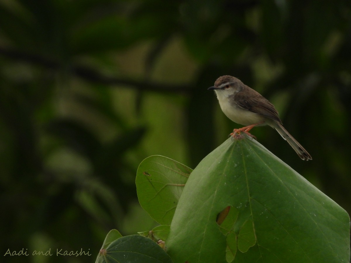 Plain Prinia - ML590887641