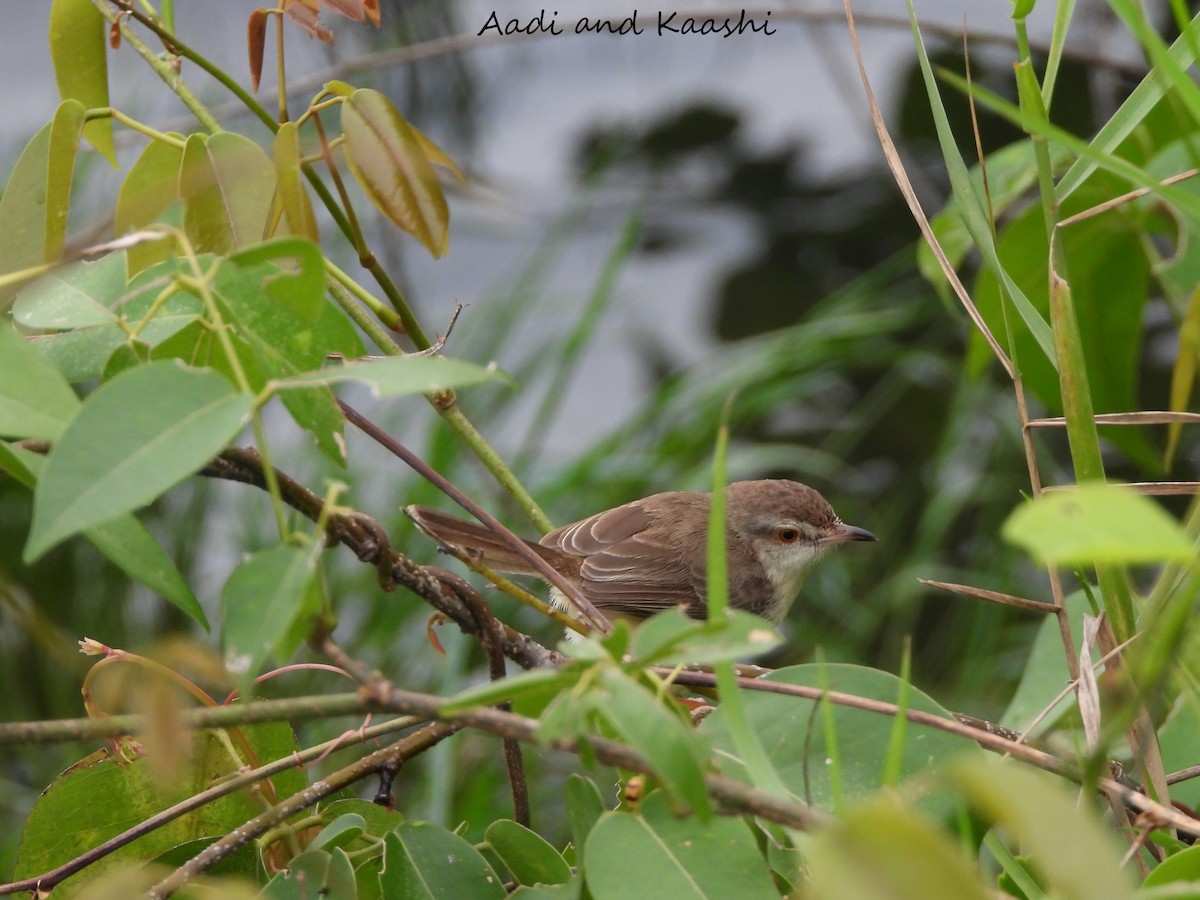 Plain Prinia - Aadi and Kaashi