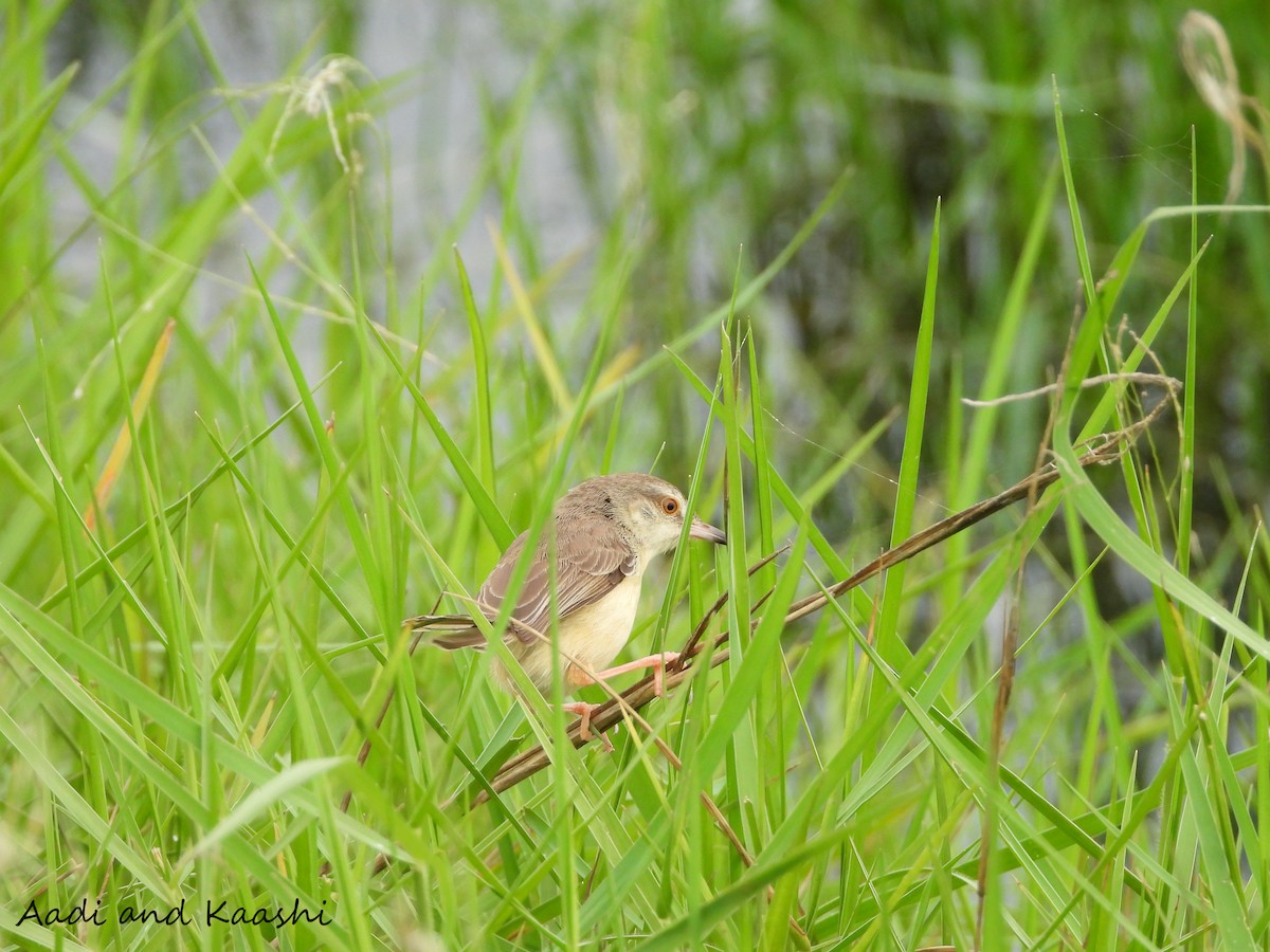 Plain Prinia - ML590887661