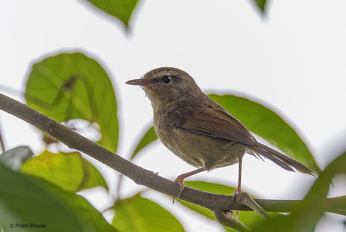 Brownish-flanked Bush Warbler - ML590887821