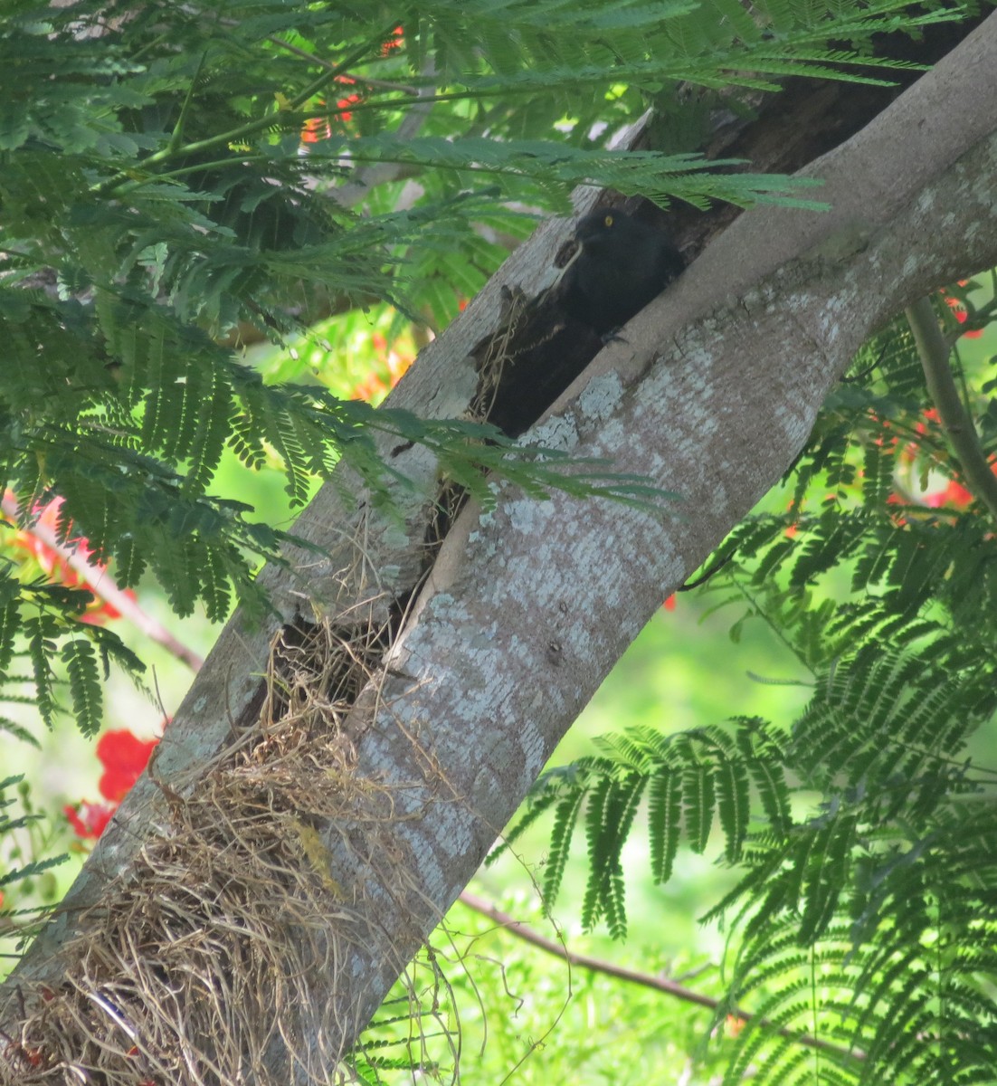 Micronesian Starling - ML590888331