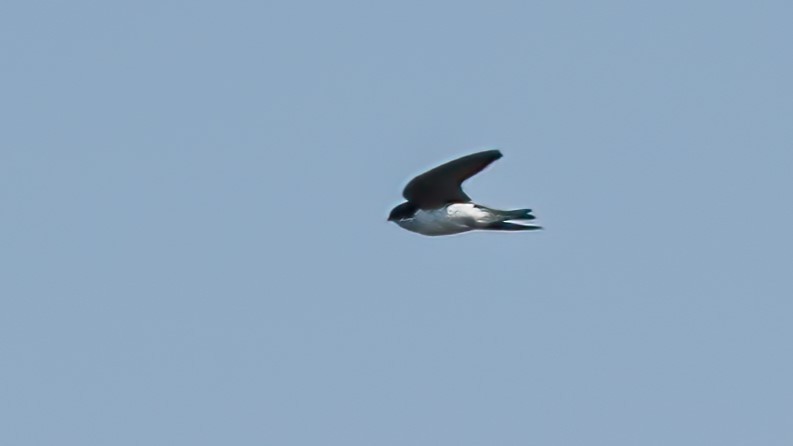 Golondrina Bicolor - ML590888421