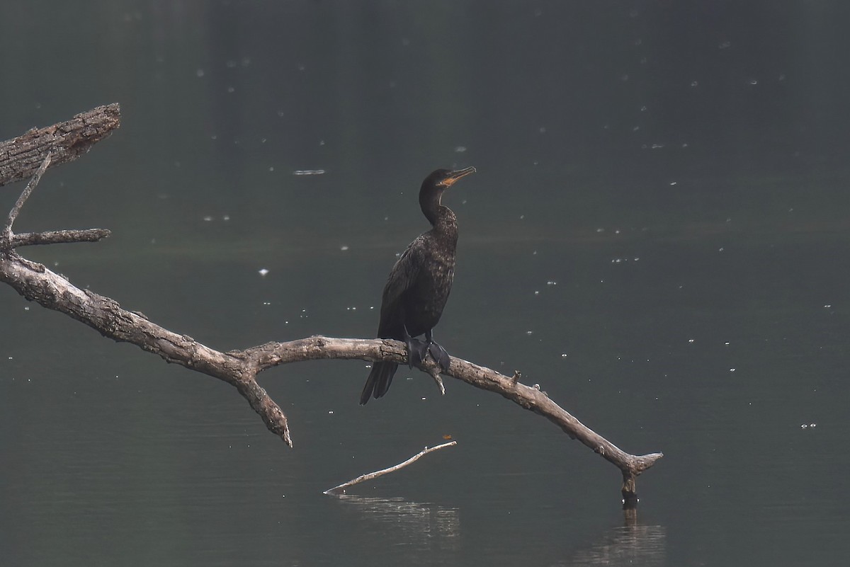 Neotropic Cormorant - ML590888501