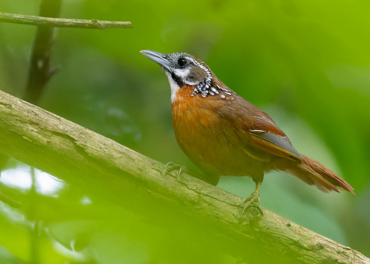 Spot-necked Babbler - Ayuwat Jearwattanakanok