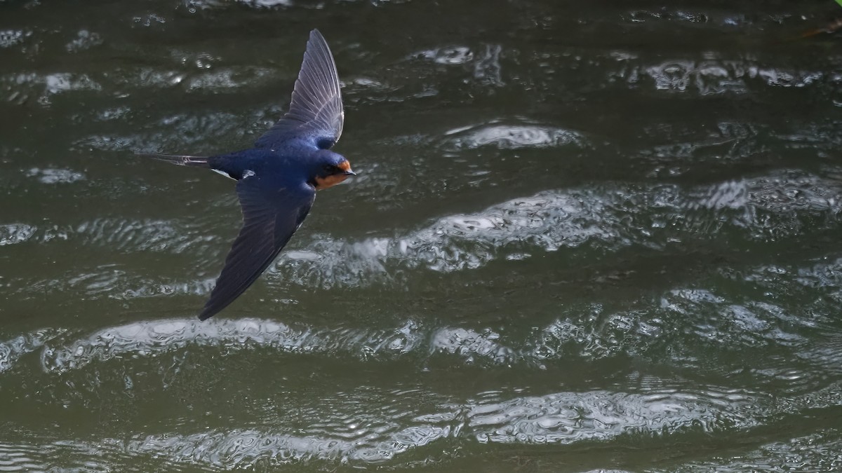 Barn Swallow - ML590888781