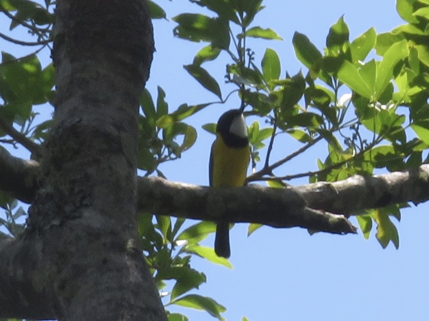 Golden Whistler - ML590888841