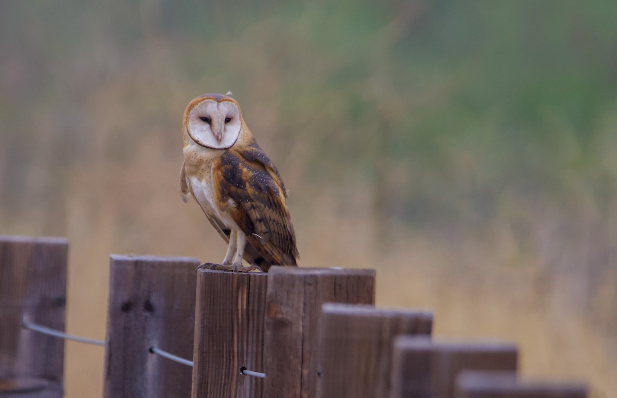 Barn Owl - ML590889051