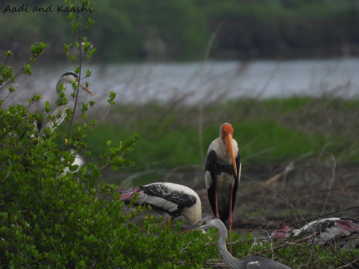 Painted Stork - ML590889721