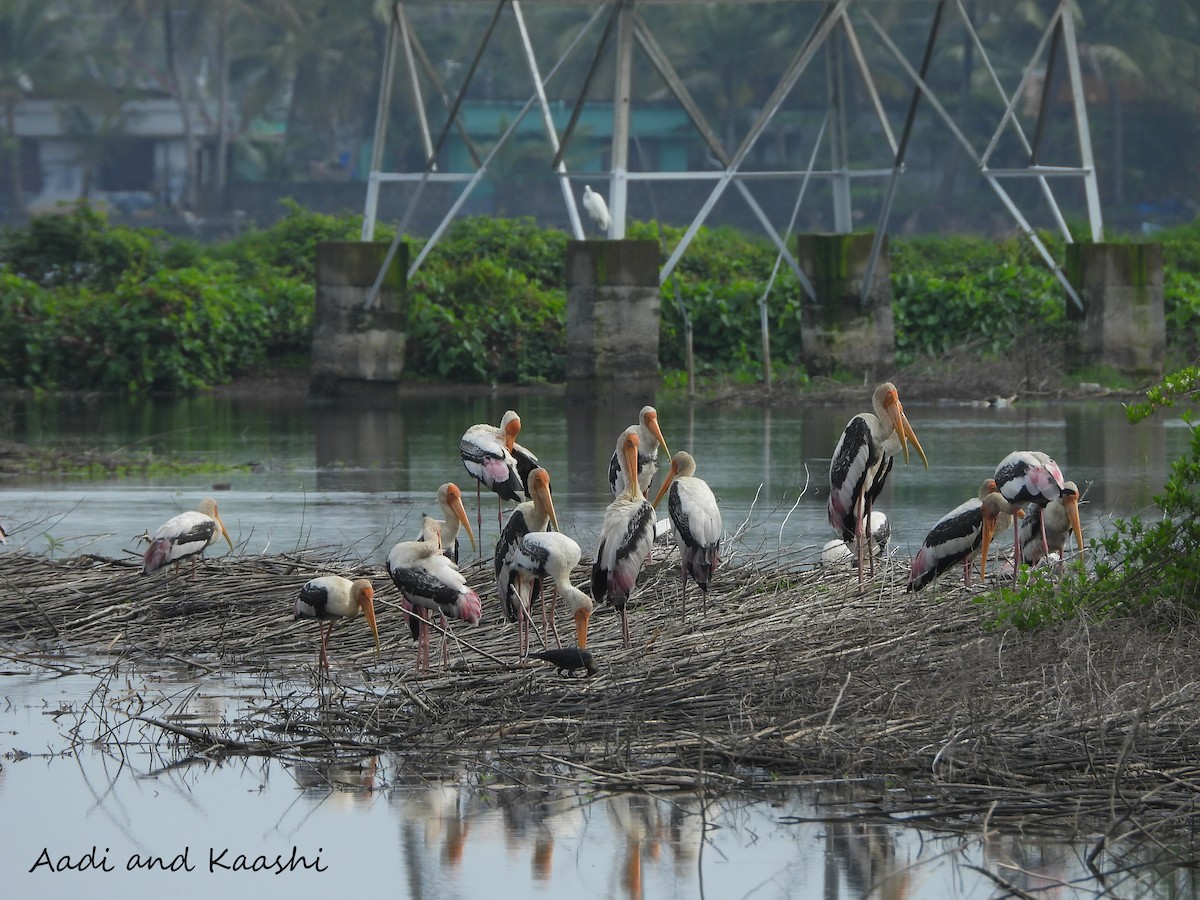 Painted Stork - ML590889751